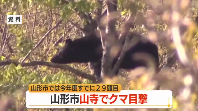 連日のクマ出没…山形市の目撃は今年4月以降、29件目　山形 画像