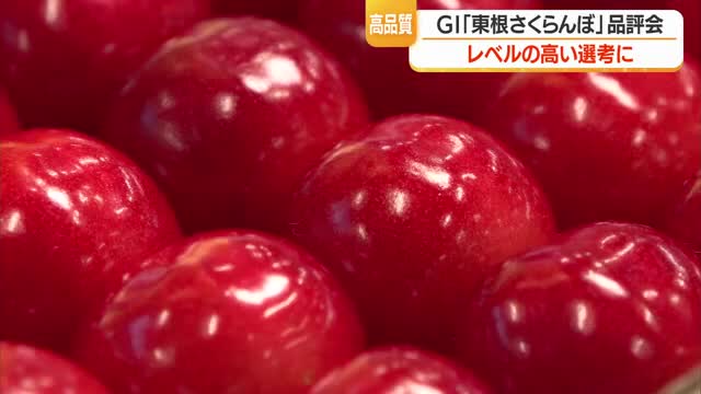 つやつやで色・実の張り予想以上のでき　「東根さくらんぼ」の魅力発信する“佐藤錦”の品評会　山形 画像