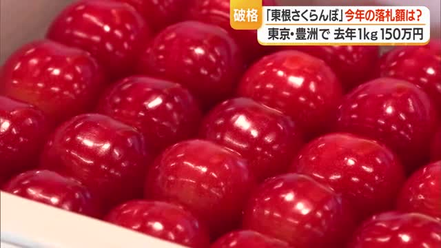 豊洲市場で過去最高タイ1キロ150万円で落札・東根さくらんぼ「佐藤錦」　大丸東京店で販売　山形 画像