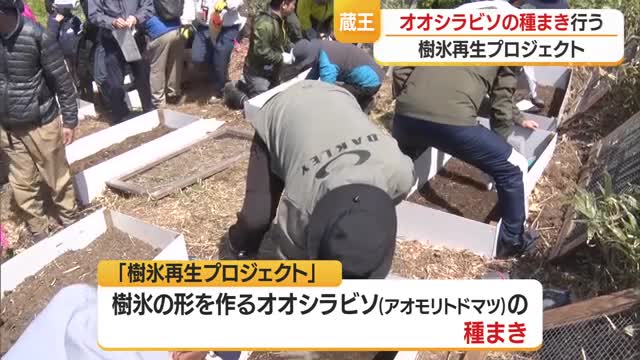 樹氷再生に向け山形市の奉仕団体・村山産業高生らがアオモリトドマツの種まき　山形市・蔵王 画像