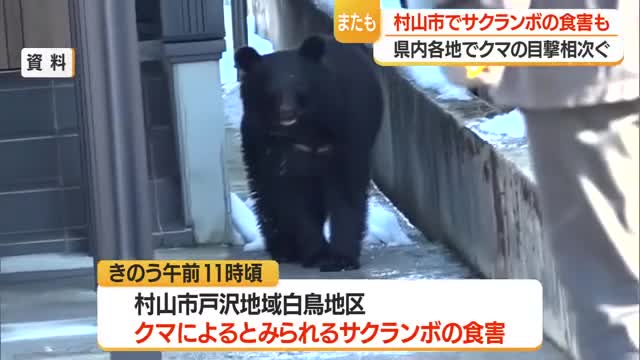 【クマ出没】村山市でサクランボ食害か　山形市・白鷹町・河北町・庄内町・酒田市などで目撃 画像