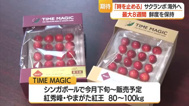 「時を止めたサクランボ」販売へ...5年かけ長期保存に成功・海外への販路拡大へ　山形 画像