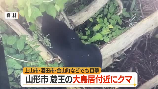 【クマ出没】蔵王半郷の赤い大鳥居から300メートルの路上付近で連日目撃　上山市・酒田市でも目撃　山形 画像
