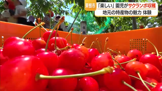 佐藤錦・紅秀峰など7品種　園児が仲良く真っ赤に実ったサクランボの収穫体験　山形・東根市 画像