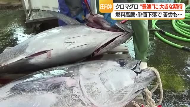 庄内沖でクロマグロ豊漁・ブランド化に期待も平均単価下落・年間漁獲枠・物価高騰など課題山積　山形 画像