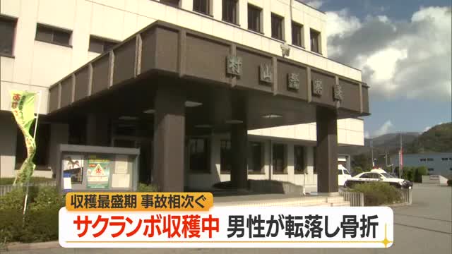 サクランボ収穫作業中に脚立から転落して男性骨折・命に別条なし　山形・東根市板垣北通り 画像
