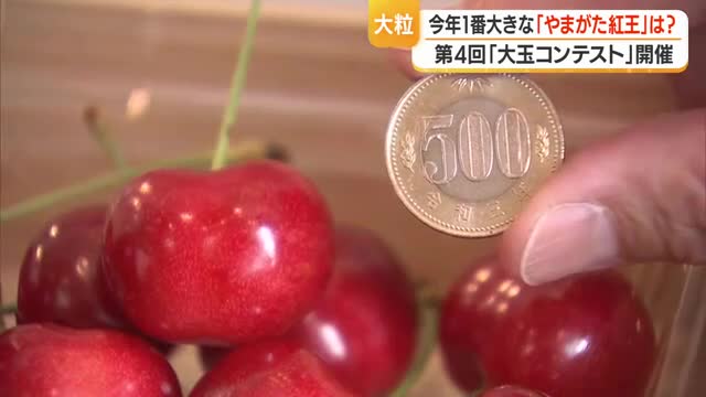 大玉品種「やまがた紅王」