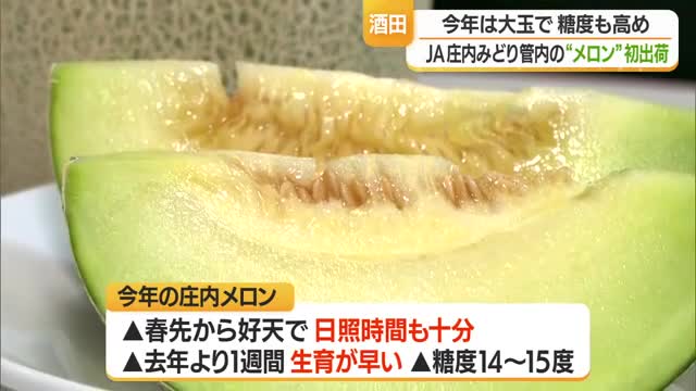 糖度14～15度・濃厚な甘みで大きく出来が良い　芳醇な香り漂う夏の味覚「庄内メロン」初出荷　山形 画像