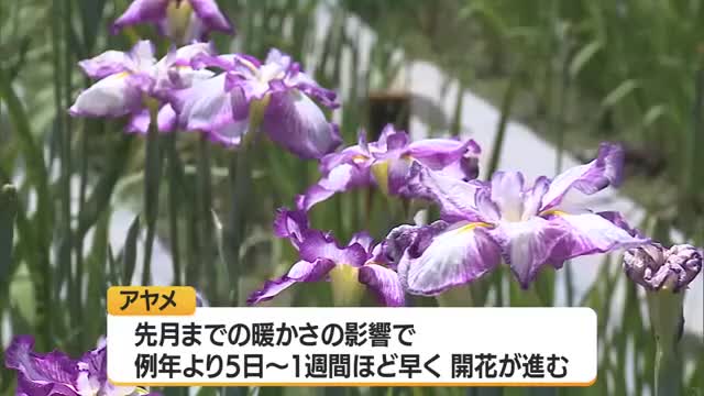 500品種・100万輪 色とりどりのアヤメ見ごろ　7/5まであやめまつり　山形・長井あやめ公園 画像