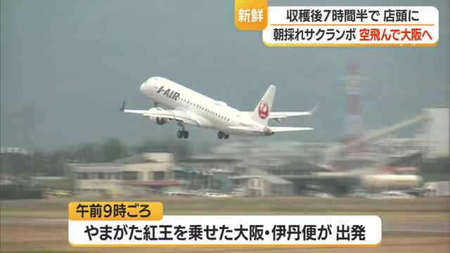 「空飛ぶサクランボ」大阪へひとっ飛び・4時間で完売　朝4時半収穫→正午に阪神百貨店で販売　山形 画像