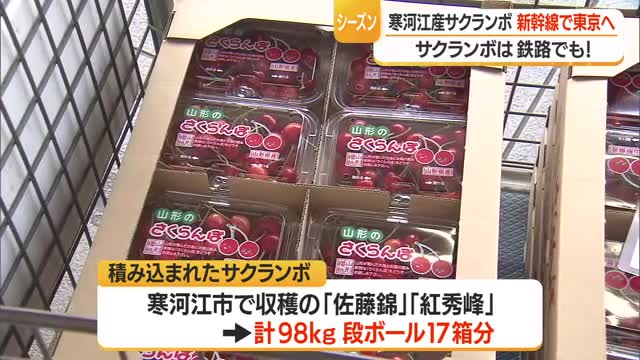 新幹線で新鮮サクランボをスピーディーに「はこビュン」　寒河江市で収穫された佐藤錦・紅秀峰　山形 画像