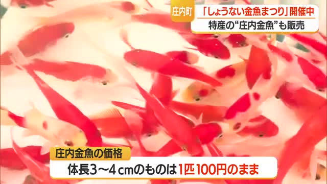 庄内町で恒例の「しょうない金魚まつり」にぎわう　山形 画像
