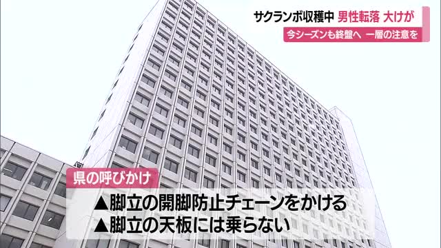 80歳男性が外傷性くも膜下出血・脳挫傷など大けが...サクランボ収穫作業中に脚立から転落　山形・寒河江市 画像
