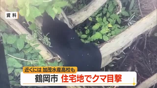 【クマ出没】加茂コミュニティ防災センター近くで体長1メートルの成獣目撃・近くに住宅街　山形 画像
