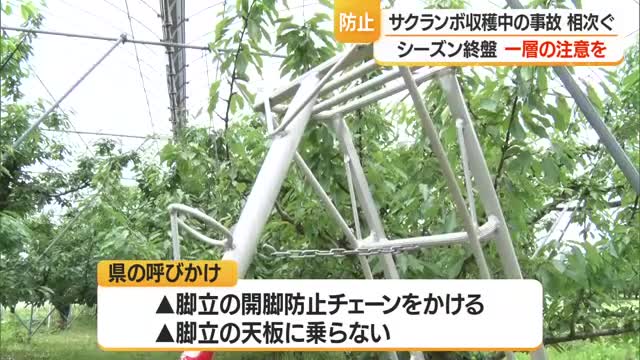収穫終盤で疲れも...サクランボ畑で脚立からの転落事故相次ぐ　80歳・58歳男性大けが　山形・寒河江市 画像