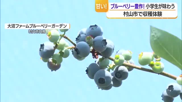 ブルーベリー園で収穫体験・小学生が実の甘さ楽しむ　山形・村山市 画像