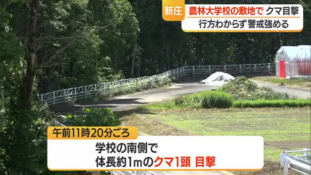 【クマ出没】学校の敷地に出没・その後の目撃なし…市はパトロール強化　山形・新庄市 画像