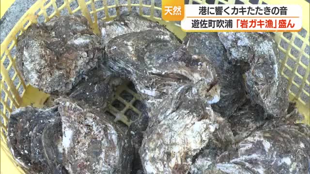 夏の味覚「岩ガキ」カキたたきの音響く　鳥海山の湧き水で育ち塩味薄く栄養高くおいしい　山形・遊佐町 画像