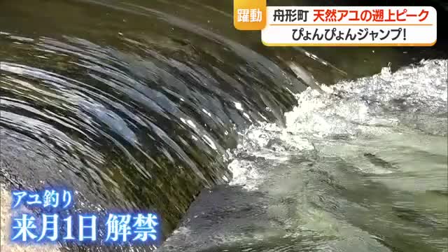 「味良し形良し姿良し」　天然アユがぴょんぴょん飛び跳ね遡上　7月1日アユ釣り解禁　山形・舟形町 画像