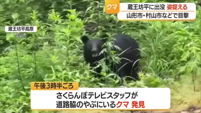 【クマ出没】やぶの中で食べ続ける子グマ目撃　村山では登下校を保護者が送迎　鶴岡・金山でも目撃　山形 画像