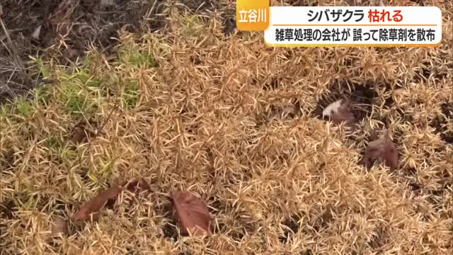 「悲しくて仕方がない」　委託業者がシバザクラに誤って除草剤・全体の約8割被害　山形・山形市立谷川 画像