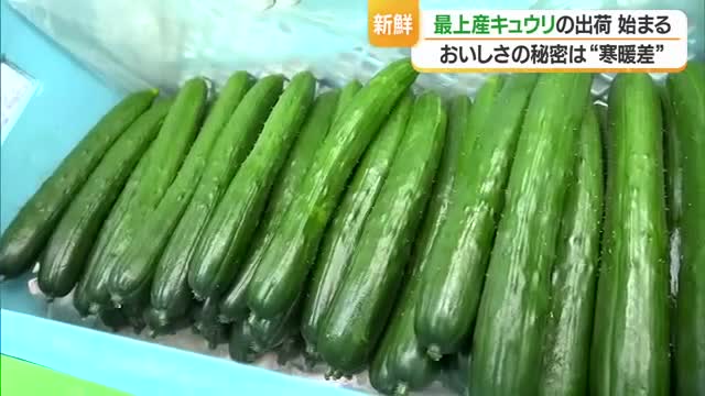 「暑い夏にはキュウリ！」