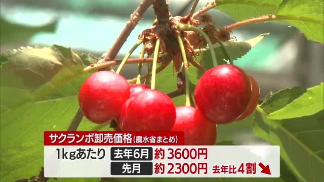 佐藤錦1キロ100円・最大10分の1に　サクランボ「価格暴落」・2年連続の不作乗り越えたものの　山形 画像