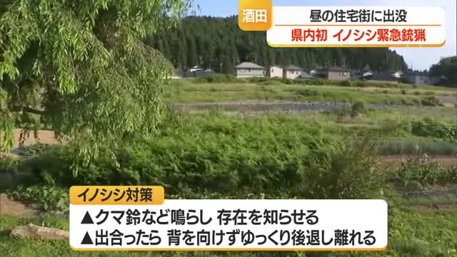 県内初イノシシの緊急銃猟　体長約1メートルの成獣を住宅街で目撃→畑に逃げ込む　山形・酒田市 画像