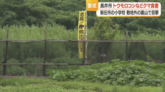 【クマ出没】長井市の畑でトウモロコシなど食害　升形小学校の裏山に子グマ・保護者による送迎　山形 画像