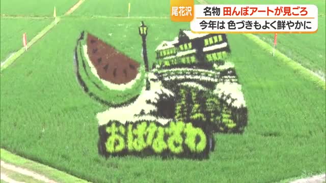 田んぼにスイカ・銀山温泉が出現！　赤・黒・白、色とりどりの苗で巨大田んぼアート　山形・尾花沢市 画像