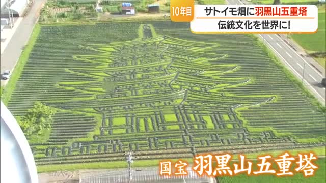 「山形・日本ならではの伝統文化を世界に発信」　サトイモ畑に実物の3.5倍の地上絵