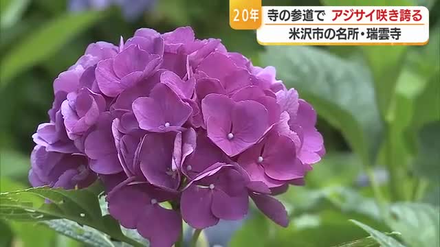 米沢市の寺の参道を彩る　アジサイ咲き誇る今月いっぱい見頃か　山形 画像