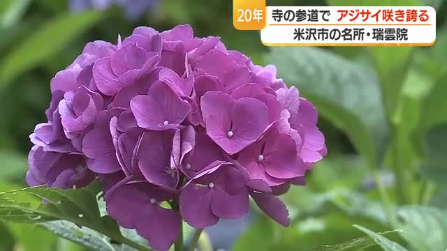 境内のアジサイ4000株超　米沢市浅川・瑞雲院の参道彩るアジサイ咲き誇る　7月いっぱい見ごろか　山形 画像
