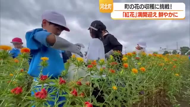 小学生が町の花「紅花」の収獲に挑戦！　満開迎え鮮やかに咲き誇る　山形・河北町 画像
