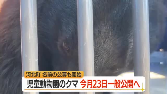 保護された野生のクマ7月23日から一般公開・ウェブで名前も募集　山形・河北町児童動物園 画像