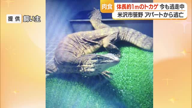 体長約90センチのヒャクメオオトカゲ逃走・こげ茶色の体に黄色の斑点　肉食・毒なし　山形・米沢市 画像