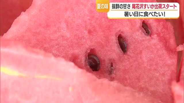 「どんどん食べて暑さ乗り切って」尾花沢すいか出荷始まる　糖度高く食味・シャリ感も最高の出来　山形 画像