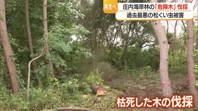 松くい虫被害のクロマツ・危険木を伐採　庄内海岸林の再生・被害拡大防止のため　山形 画像