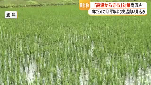 間断冠水など高温から農作物守る対策の徹底を　今後1カ月気温高く出穂期やや早まる見込み　山形 画像