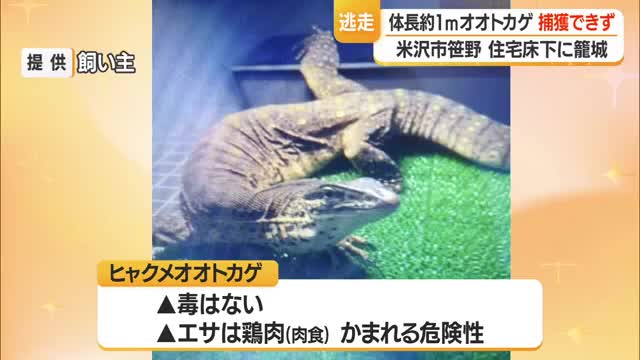体長約1メートルの「ヒャクメオオトカゲ」まだ捕獲できず　住宅の下に箱わな仕掛け待つ　山形・米沢市 画像