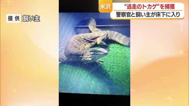 逃走から5日目…ヒャクメオオトカゲを捕獲　山形・米沢市 画像