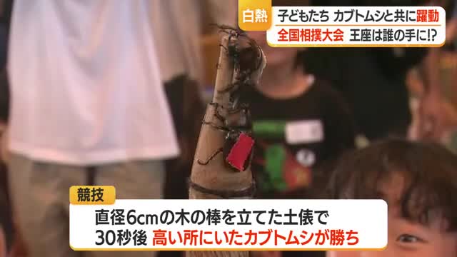 30秒の熱戦繰り広げられる　恒例の全国かぶと虫相撲大会　山形・中山町 画像