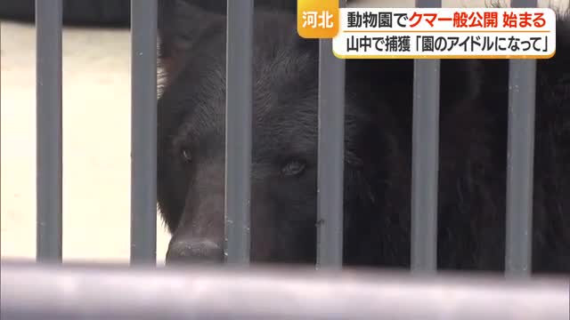 「クマさん、お風呂に入ってた」　ツキノワグマ一般公開・名前の募集始まる　山形・河北町児童動物園 画像