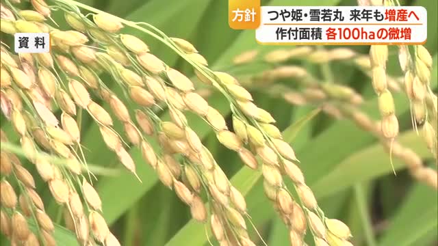 つや姫・雪若丸ともに2027年も増産へ　コメ価格下落の市場状況踏まえた方針　山形 画像