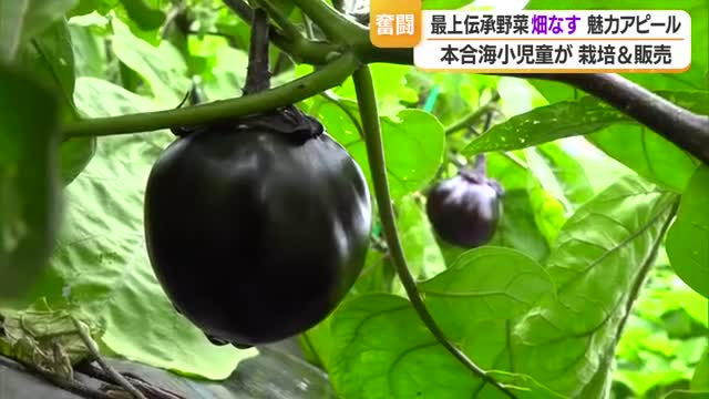 今年度で閉校・本合海小の児童が伝承野菜「畑なす」を栽培し販売　山形・新庄市 画像