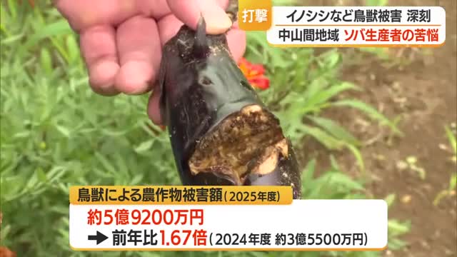 鳥獣被害の中でもイノシシが最も多い・被害額2億1300万円（2025年度）　被害深刻　山形・酒田市 画像