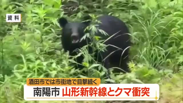 県内各地でクマ出没・走行中の山形新幹線とクマ衝突　酒田市街地でも目撃相次ぐ　山形 画像