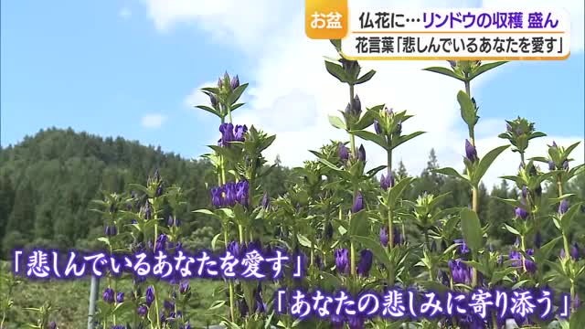 お盆の仏花にアレンジメントにも　リンドウの収穫作業盛ん　山形・米沢市 画像