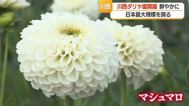 すでに約7割が見ごろ・日本最大規模「川西ダリヤ園」オープン　恋愛・お菓子の名前の品種も　山形・川西町 画像