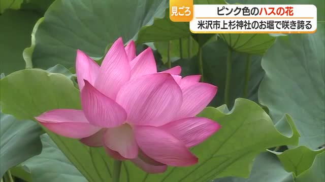 約120メートル・お堀に咲くピンクのハス見ごろ　8月下旬まで楽しめる　山形・米沢市上杉神社 画像
